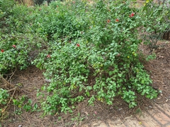Salvia microphylla