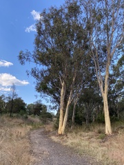 Eucalyptus mannifera