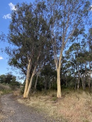 Eucalyptus mannifera