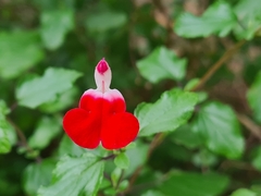 Salvia microphylla
