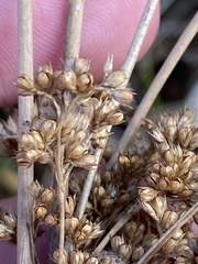 Juncus sarophorus