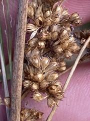 Juncus sarophorus