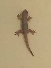 Hemidactylus