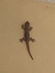 Hemidactylus