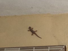 Hemidactylus