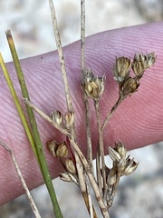 Juncus subsecundus
