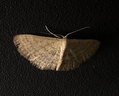 Scopula lactaria