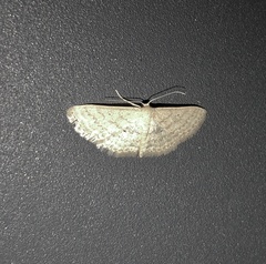 Scopula lactaria