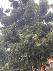 Cupaniopsis anacardioides