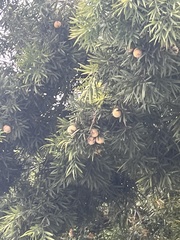 Cupaniopsis anacardioides