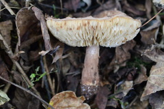 Lepiota carinii