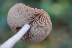 Coprinopsis melanthina