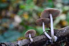 Coprinopsis melanthina