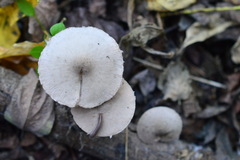 Coprinopsis melanthina