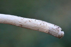 Coprinopsis melanthina