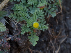 Grangea maderaspatana