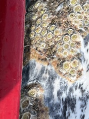 Cryptolepas rhachianecti