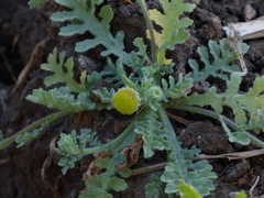 Grangea maderaspatana