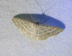 Scopula benitaria