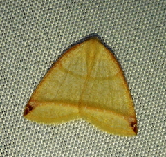 Microxydia orsitaria