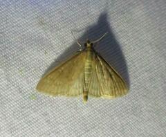 Framinghamia helvalis