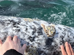 Cryptolepas rhachianecti