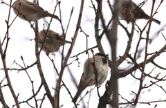 Passer domesticus