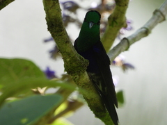 Thalurania colombica