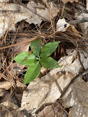 Arisaema quinatum
