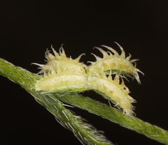 Pectocarya recurvata