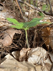 Arisaema quinatum