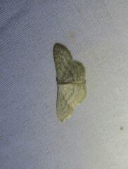 Scopula benitaria