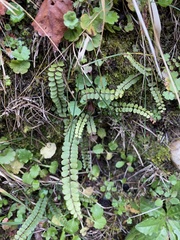 Asplenium trichomanes