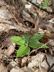 Arisaema quinatum