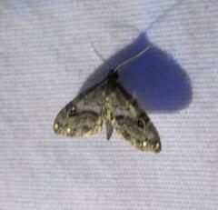 Melanomma auricinctaria