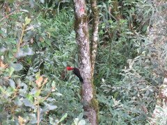 Campephilus robustus