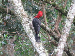 Campephilus robustus