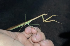 Tenodera blanchardi