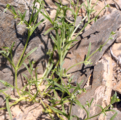 Pectocarya recurvata