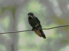 Anthracothorax nigricollis