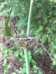 Phyprosopus callitrichoides