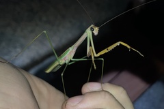 Tenodera blanchardi