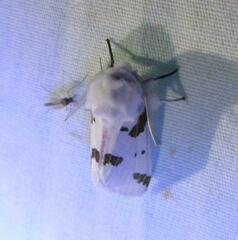 Euerythra trimaculata