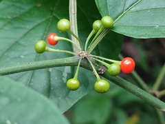 Witheringia solanacea