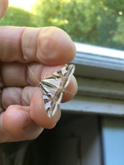 Agrioglypta excelsalis