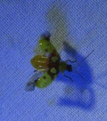 Paranapiacaba connexa