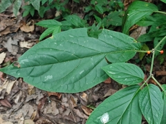 Witheringia solanacea