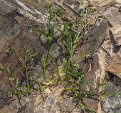 Pectocarya recurvata