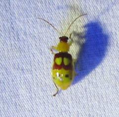 Paranapiacaba connexa