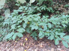 Witheringia solanacea